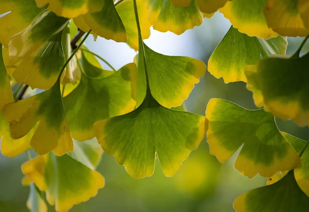 Cover for Ginkgo Biloba